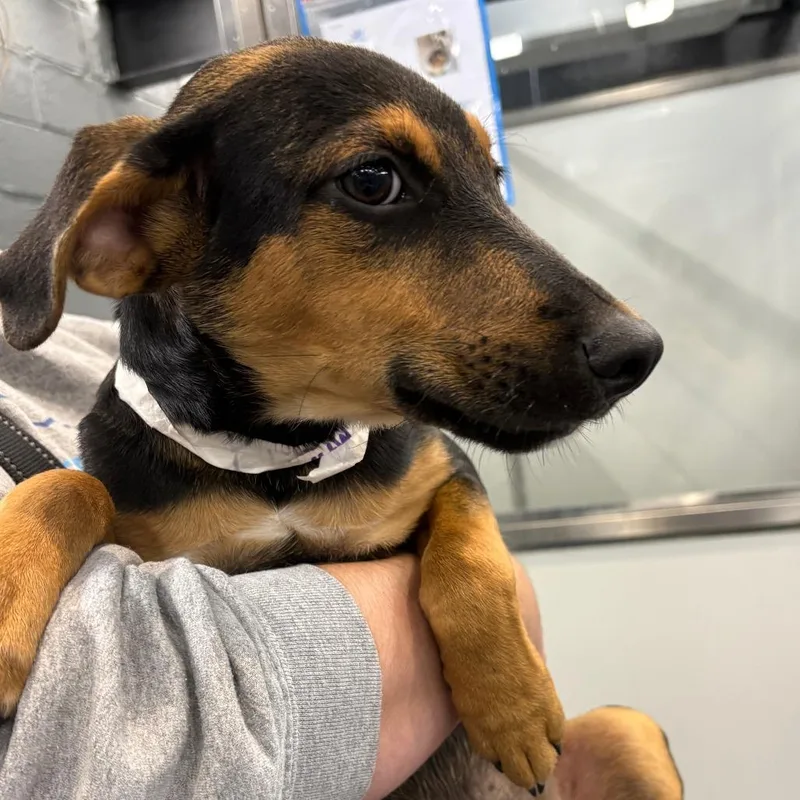 A baby small-sized male Black Hound dog named Marty for adoption in Allentown, PA
