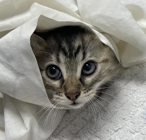 A baby medium-sized female Domestic Long Hair cat named Vicky for adoption in Escondido, CA