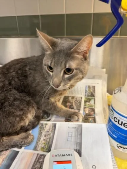 An adult medium-sized male Domestic Short Hair cat named Lumi for adoption in Van Nuys, CA
