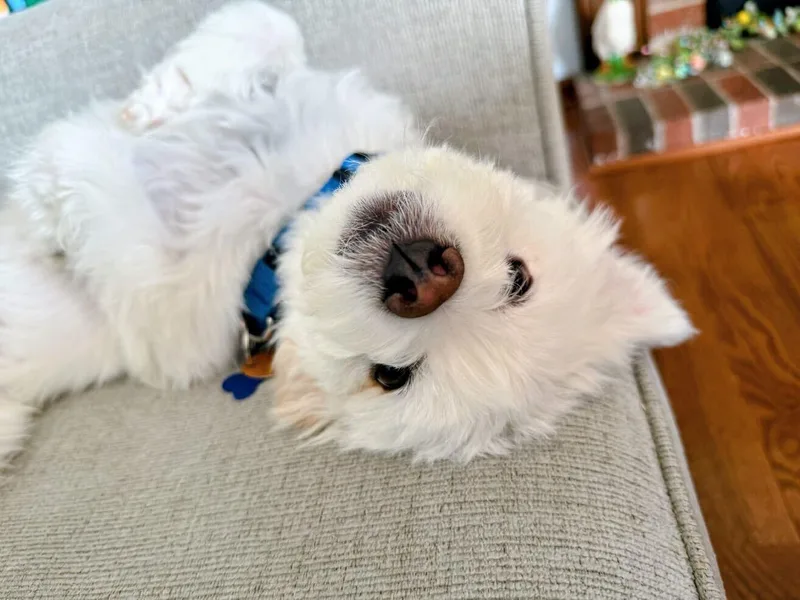 Jellybean thumbnail 2