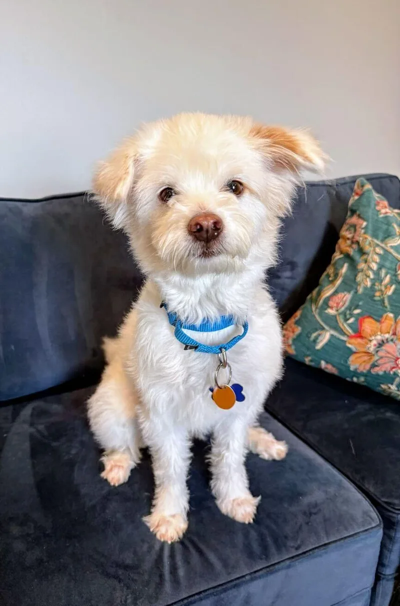 Jellybean thumbnail 3