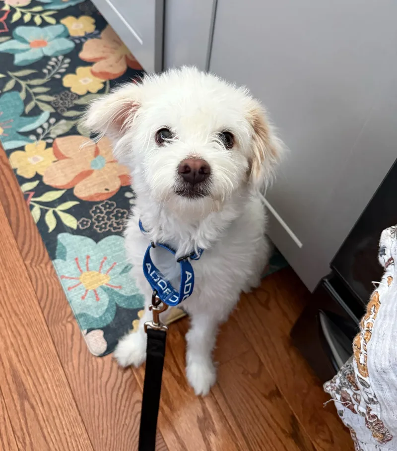 A young small-sized female White / Cream Mixed Breed dog named Jellybean for adoption in Columbia, MD