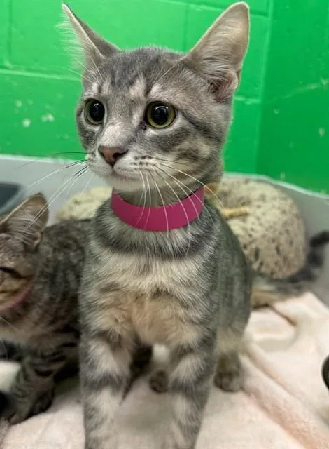 A baby small-sized female Domestic Short Hair cat named Dweeb for adoption in Peoria, IL