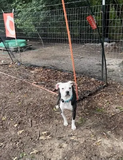 An adult medium-sized male Mixed Breed dog named Ollie for adoption in King William, VA