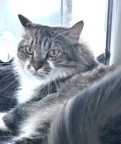 An adult medium-sized female Domestic Medium Hair cat named Remi for adoption in Washington, DC