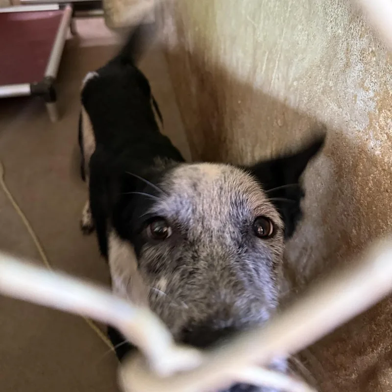 A young medium-sized female Labrador Retriever dog named Twilight Saga for adoption in Austin, TX