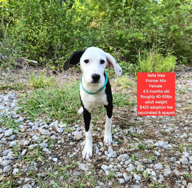 A baby medium-sized female Pointer dog named Bella Mae for adoption in Oviedo, FL