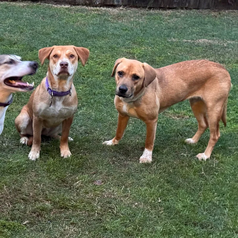 A young medium-sized female Golden Labrador Retriever dog named Ollie for adoption in Mooresville, NC