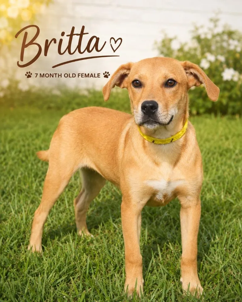 Britta