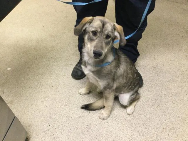 A young small-sized female German Shepherd Dog dog named Bunny for adoption in Riverside, CA