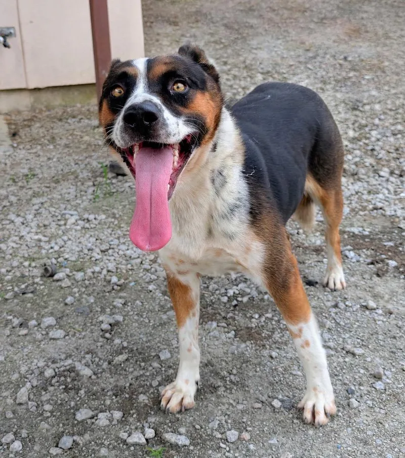 A senior medium-sized male Mixed Breed dog named Tom for adoption in Effingham, SC