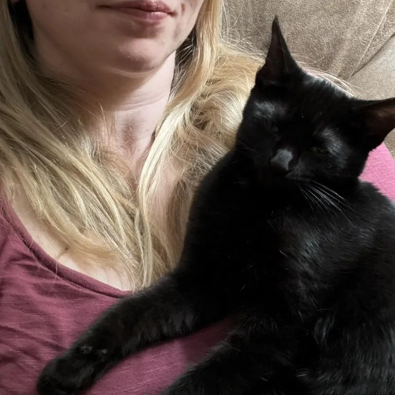 A baby medium-sized male Domestic Short Hair cat named Eros for adoption in Farmington, MN