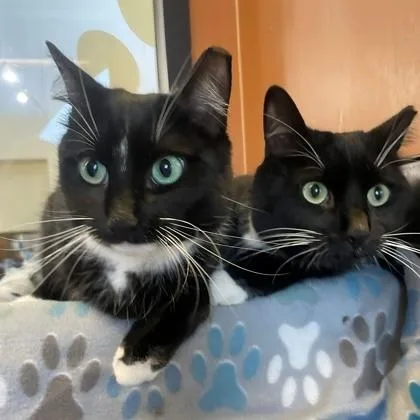 An adult medium-sized male Black & White / Tuxedo Domestic Short Hair cat named Silas for adoption in Rochester, MN