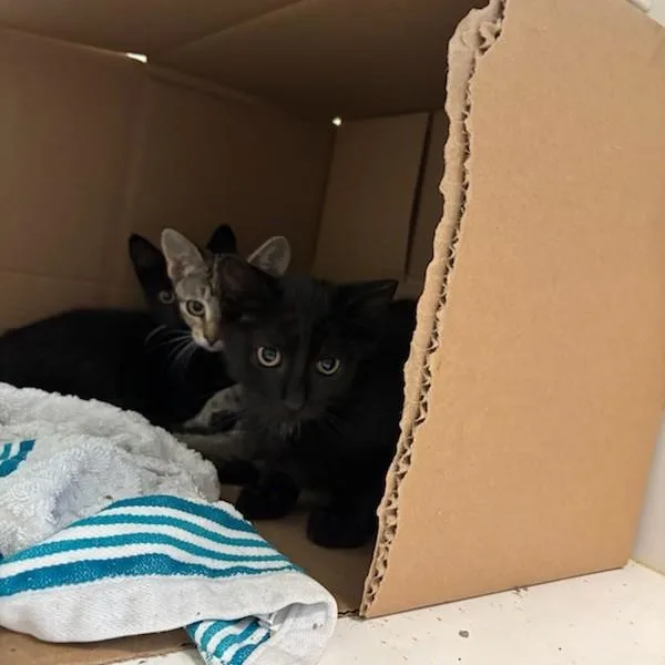 A baby small-sized male Domestic Short Hair cat named Peter for adoption in Des Moines, IA
