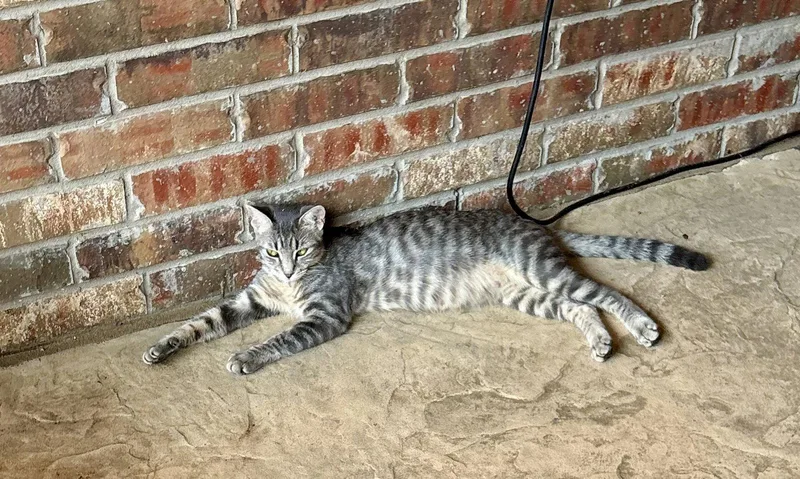 An adult small-sized female American Shorthair cat named Jolene for adoption in McKinney, TX