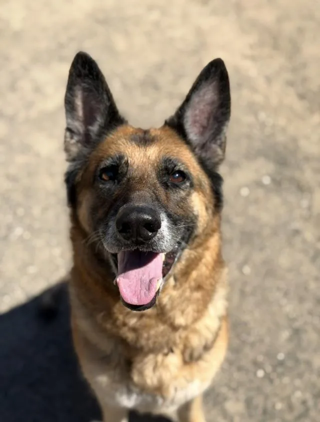 An adult large-sized female German Shepherd Dog dog named Kya for adoption in Santa Maria, CA