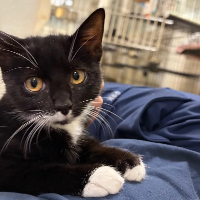 A baby small-sized female Black Domestic Short Hair cat named Little Suzy for adoption in Harrisonburg, VA