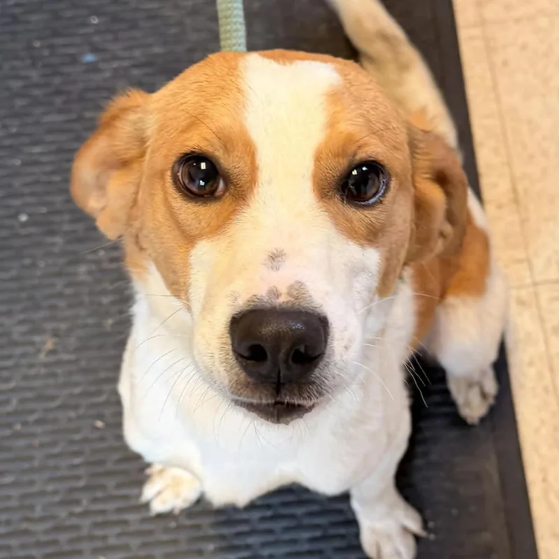 An adult medium-sized male White / Cream Mixed Breed dog named Planet Rock for adoption in Fredericksburg, VA