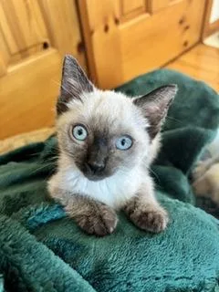 A baby small-sized female Domestic Short Hair cat named Adored for adoption in Divide, CO