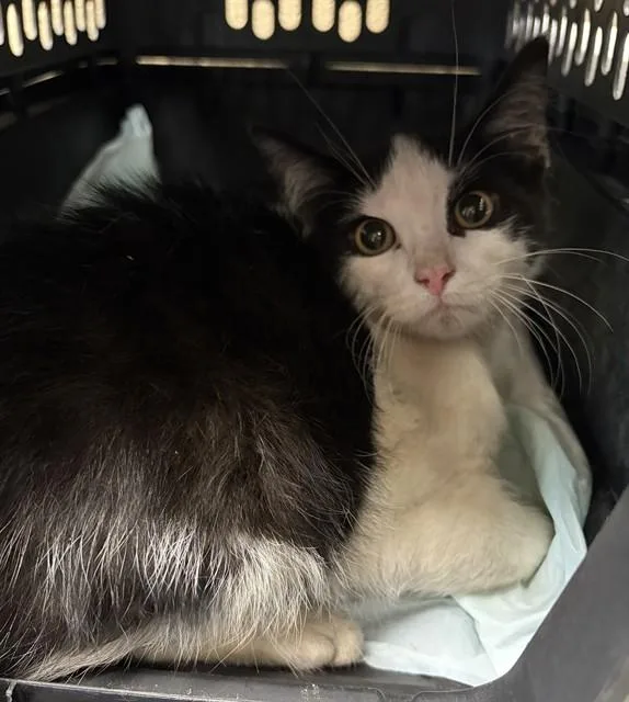 A baby small-sized male Domestic Medium Hair cat named Honda Odyssey for adoption in Westminster, MD