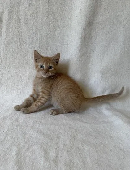 A young medium-sized male Domestic Short Hair cat named Guava for adoption in Buffalo, MN