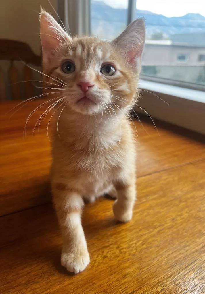 A baby medium-sized male Domestic Short Hair cat named Apollo for adoption in Logan, UT