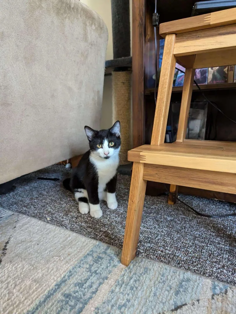 Sriracha thumbnail 4