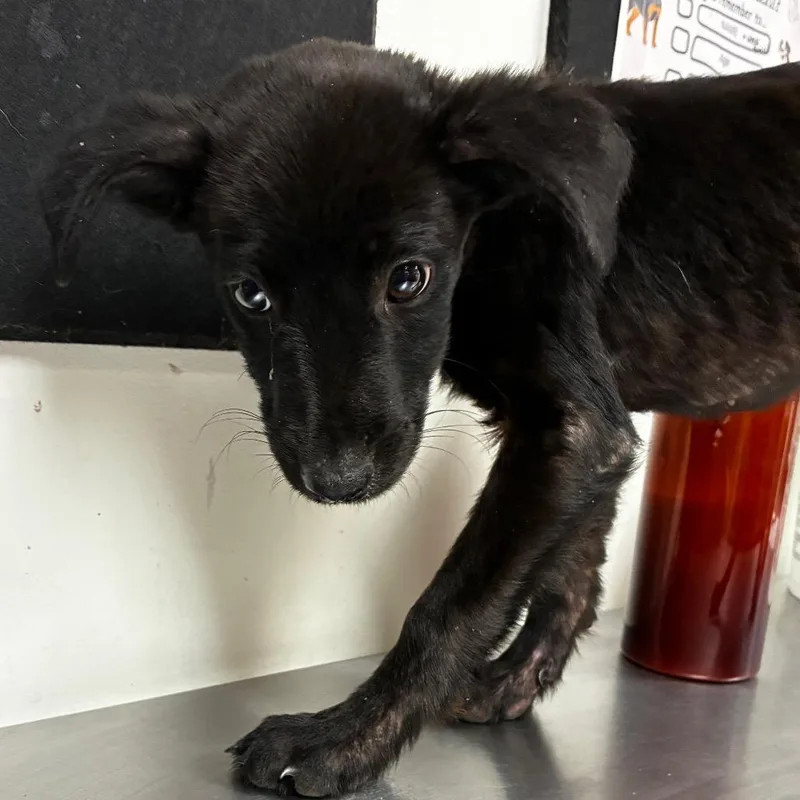 A baby small-sized male Black Shepherd dog named Tiny Tim for adoption in Parrish, AL