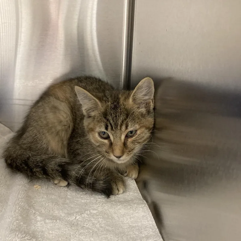 A baby small-sized female Gray / Blue / Silver Domestic Short Hair cat named Bristol for adoption in Blue Ridge, GA