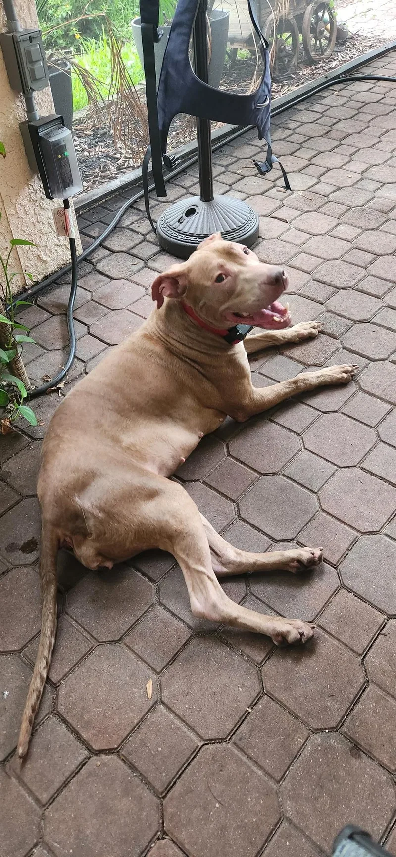 A young medium-sized female Apricot / Beige American Staffordshire Terrier dog named Mimi And Duchess for adoption in Louisville, KY