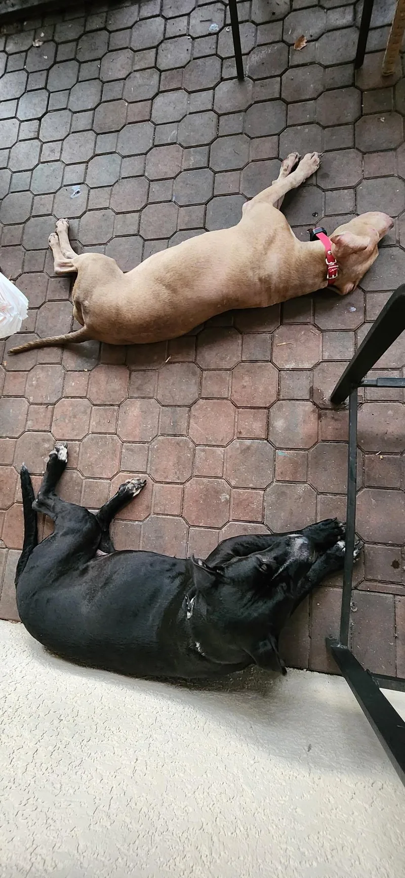 Mimi And Duchess thumbnail 2