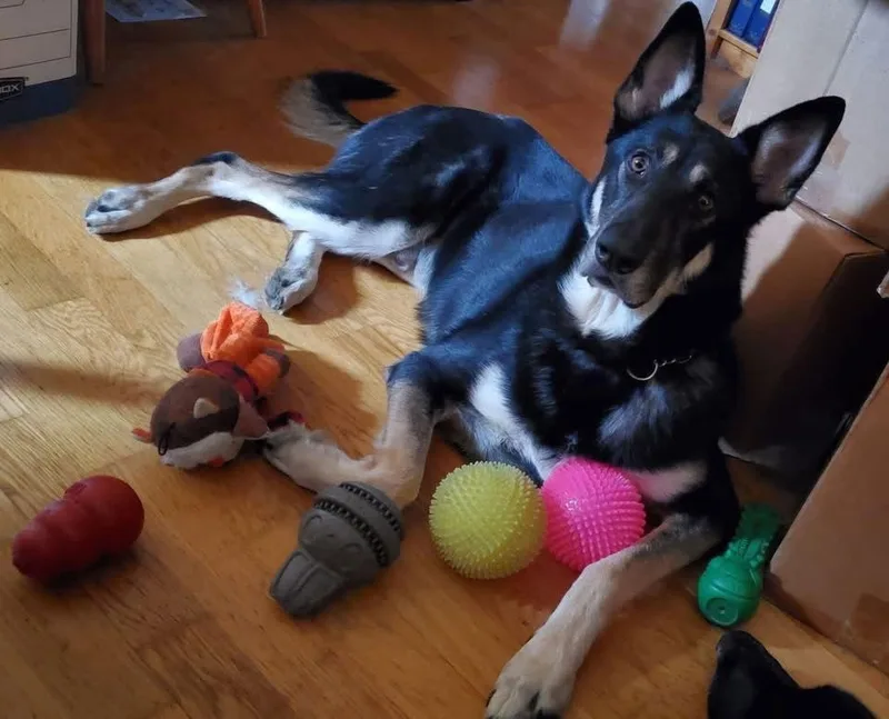 An adult medium-sized male Shepherd dog named Tyr for adoption in Hillside, IL