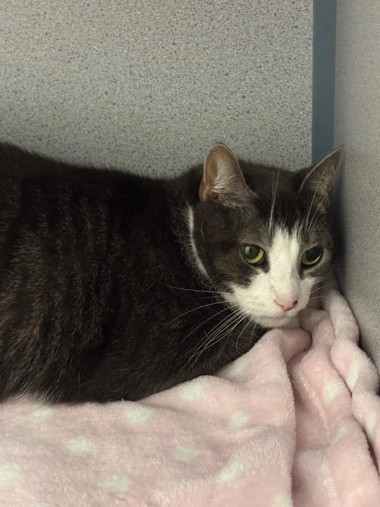 A young large-sized female Domestic Short Hair cat named Toffee Almond for adoption in Liverpool, NY