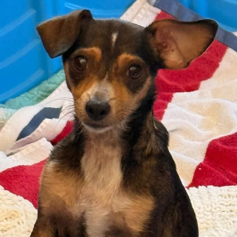 An adult small-sized female Rat Terrier dog named Bambi for adoption in Brentwood, CA