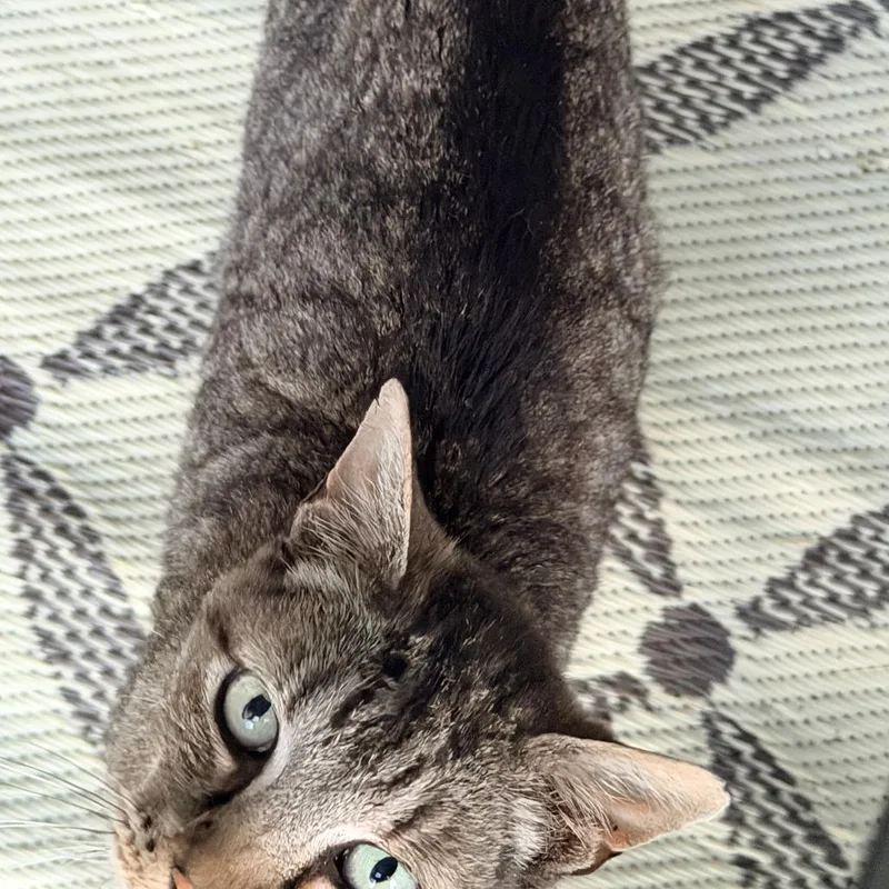 An adult medium-sized male Tabby (Gray / Blue / Silver) Domestic Short Hair cat named P.b. for adoption in Graham, WA