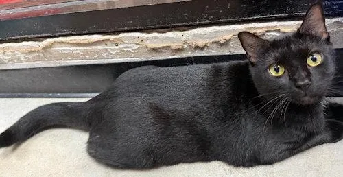 A young medium-sized male Black Domestic Short Hair cat named Sunny PSP for adoption in Oakland Park, FL