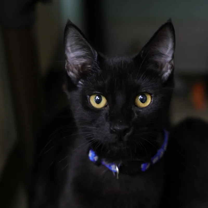 A baby small-sized male Black Domestic Short Hair cat named Life for adoption in Los Angeles, CA