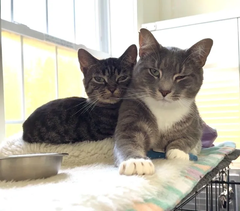 An adult medium-sized female Domestic Short Hair cat named Gooseberry for adoption in Cumberland, ME