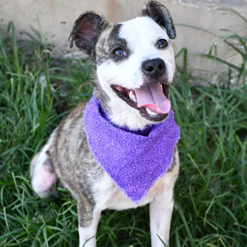 A young medium-sized female Pit Bull Terrier dog named Moxie for adoption in Beaumont, TX