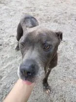 An adult medium-sized male Gray / Blue / Silver Mixed Breed dog named Smokey for adoption in Georgetown, SC