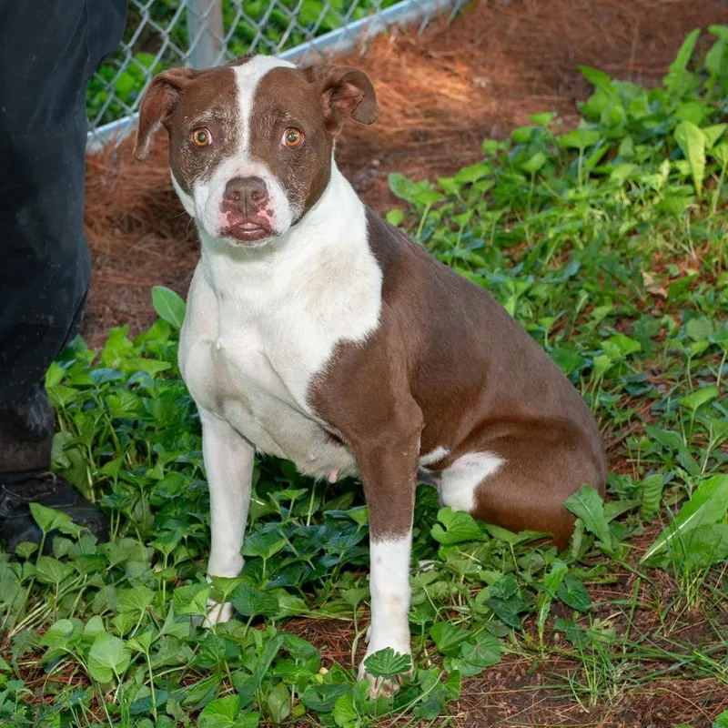 An adult medium-sized female Mixed Breed dog named Nova for adoption in Troy, OH