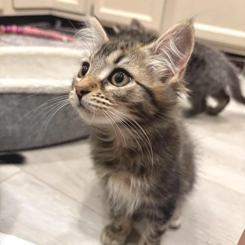 A baby small-sized female Brown / Chocolate Domestic Medium Hair cat named Dorset for adoption in Morrisville, VT