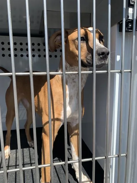 A young medium-sized female Boxer dog named Daffodil for adoption in San Jose, CA