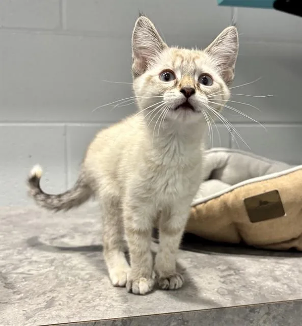 A baby small-sized female Siamese cat named Angel Soft for adoption in Kalamazoo, MI