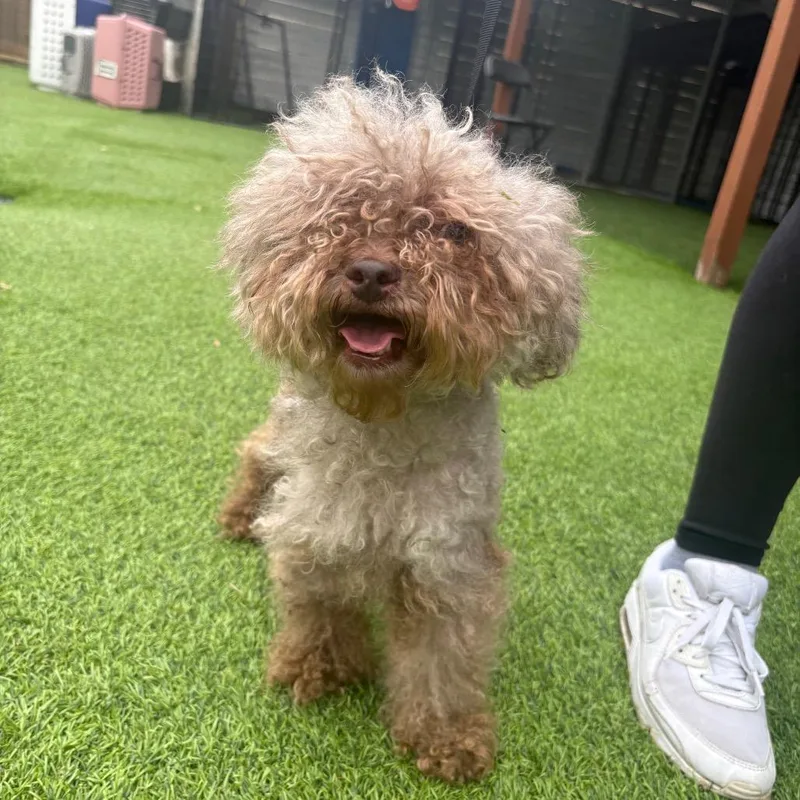 A young small-sized male White / Cream Poodle (Toy) dog named Reese for adoption in Tampa, FL