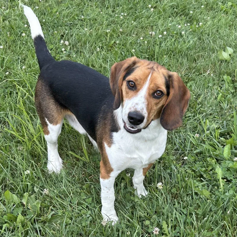 A young medium-sized male Beagle dog named Pablo for adoption in Norwood, OH