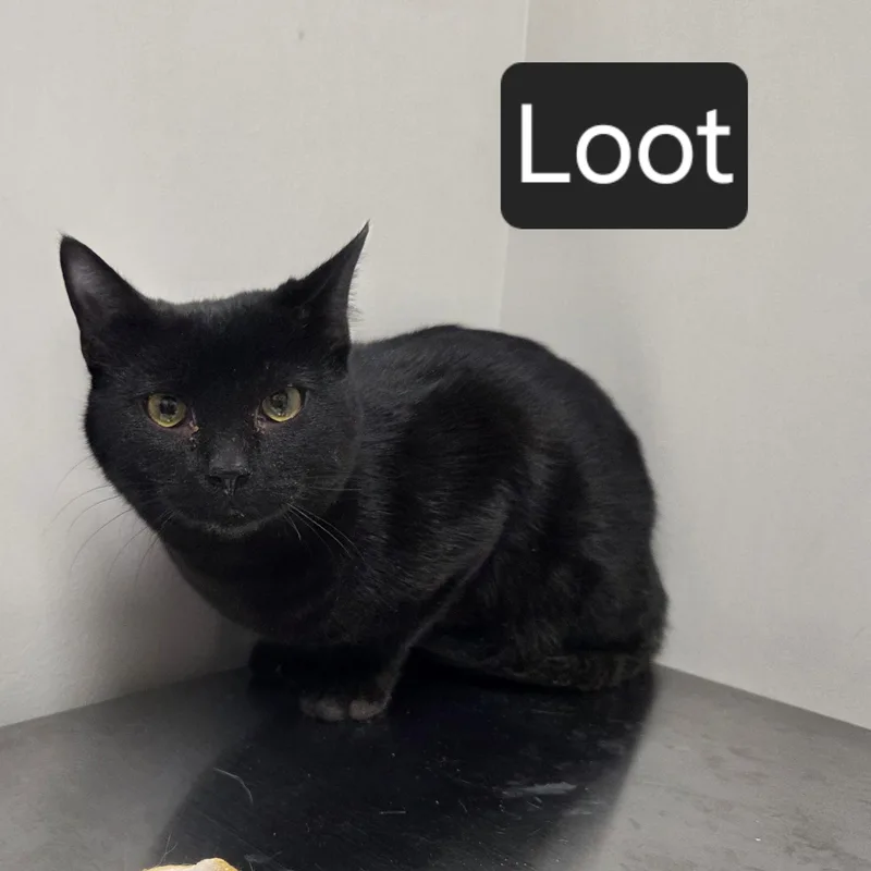 Loot