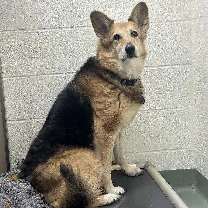 A senior medium-sized female Yellow / Tan / Blond / Fawn Shepherd dog named Siero for adoption in Lyndhurst, VA