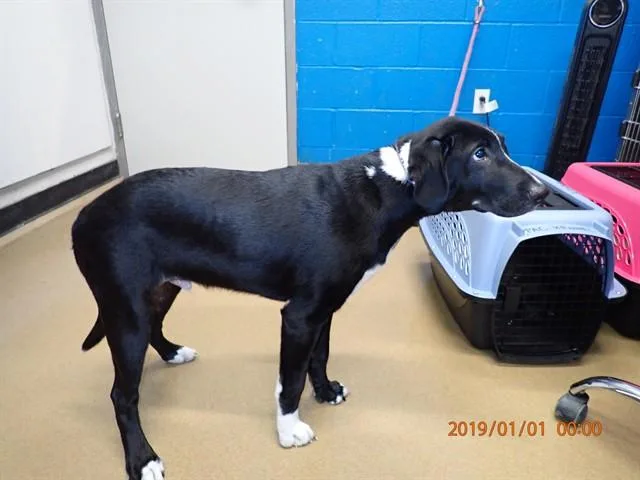 A baby small-sized male Labrador Retriever dog named Kevin for adoption in Saint Peters, MO