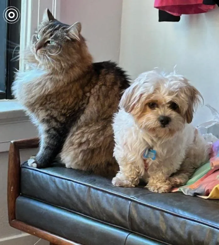 Davey Pimento thumbnail 2